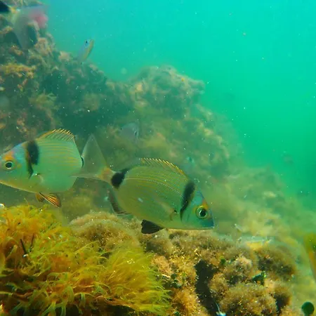 Apartment Agyra Limenaria (Thasos)